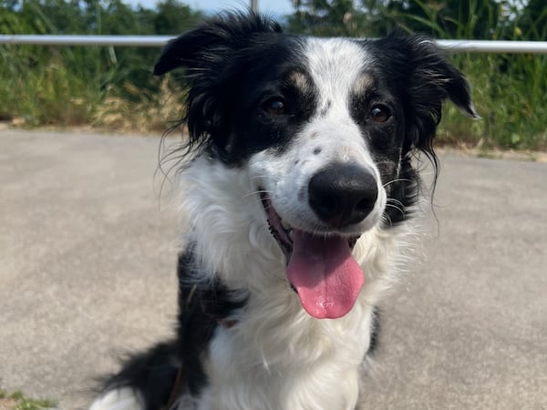 Millie Haisty is a three-year-old border collie (Courtesy photo)