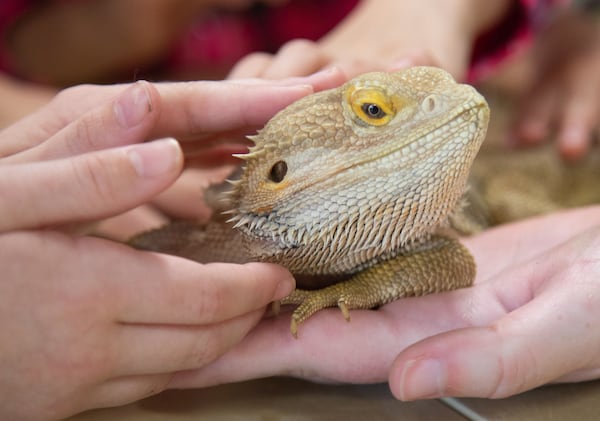 Kids hold a Bearded Dragon reptile at the Amphibian Foundation during Atlanta Science Festival Saturday, March 9, 2019. STEVE SCHAEFER / SPECIAL TO THE AJC