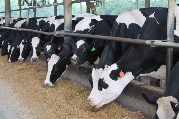 The cows of Glo-Crest Dairy spend hot weather in a barn fitted with misters and water beds. Courtesy of Audri Crews