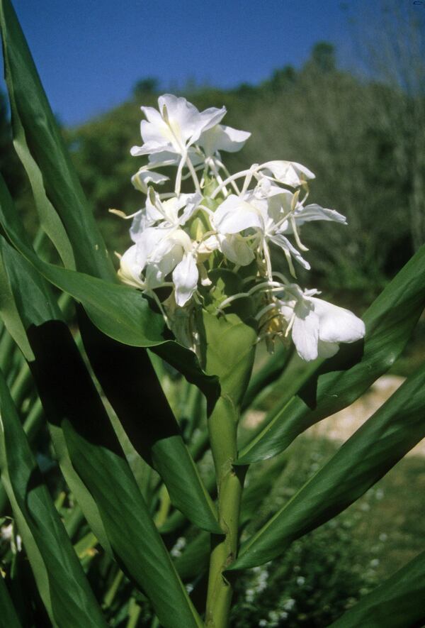 Butterfly ginger is deliciously fragrant. (Walter Reeves)