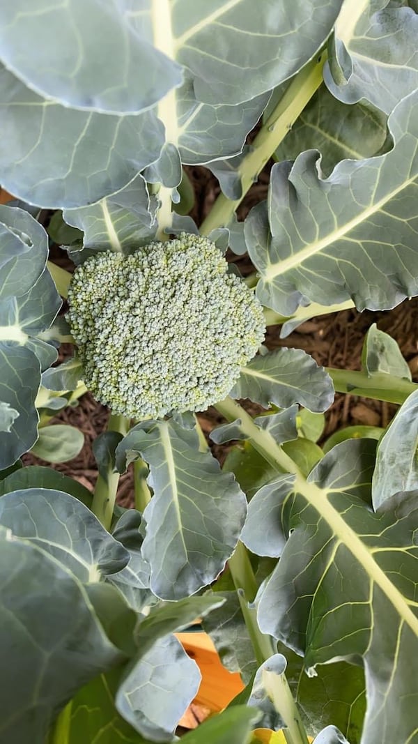 Adrienne Zinn submitted this photo of broccoli 
growing in her balcony veggie garden.