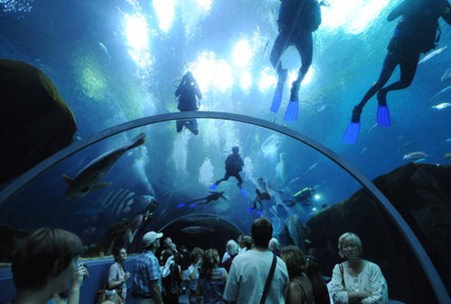 Miss Georgia swims at Georgia Aqarium