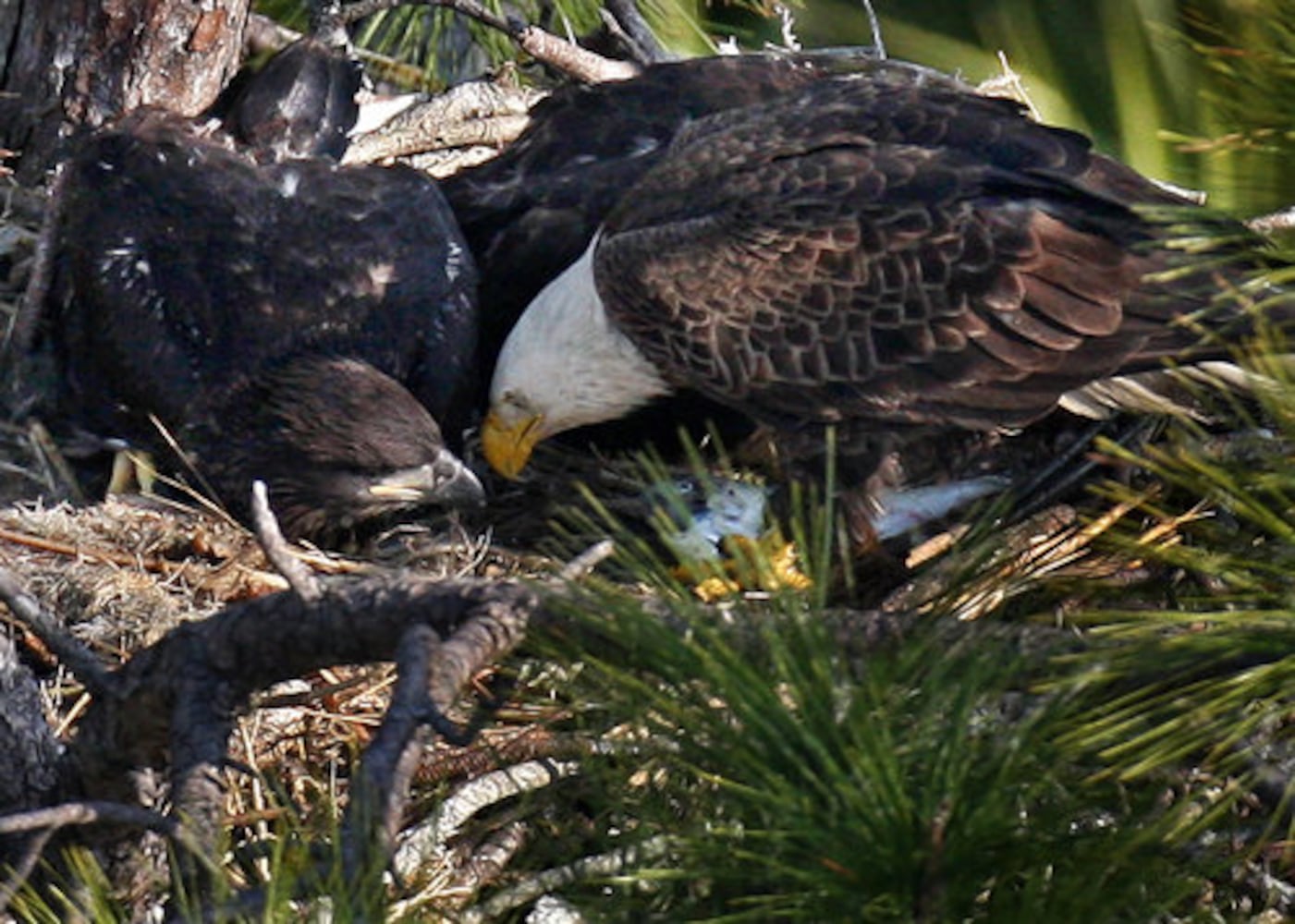 Count shows more bald eagles in Georgia