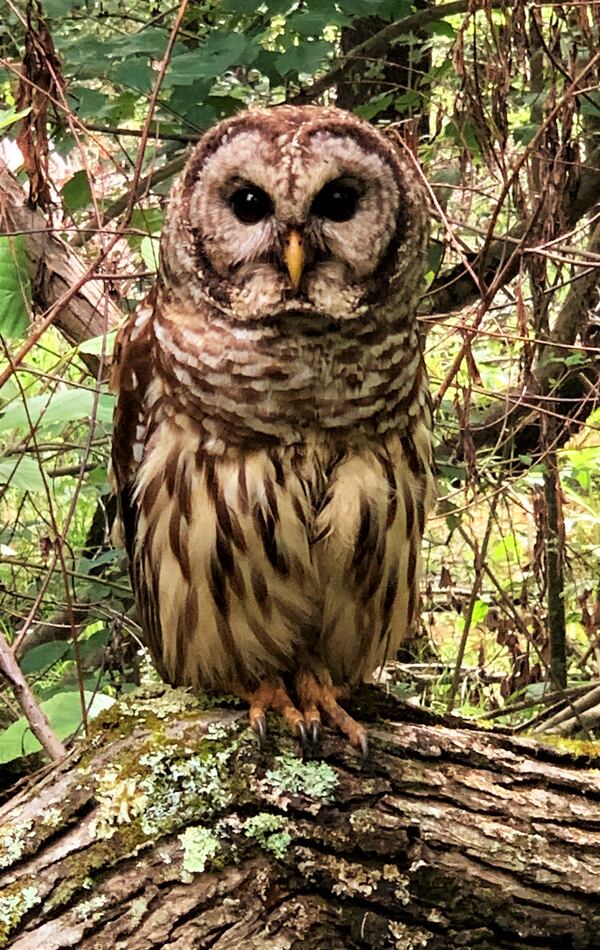 Arnold Ross said he "met this beauty eye-to-eye on the Roswell Greenway – no more than 10 feet between us.  What a magnificent barred owl!"