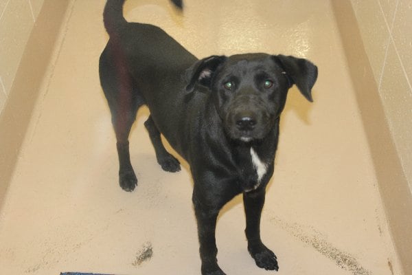 Photos courtesy of Gwinnett County animal shelter.