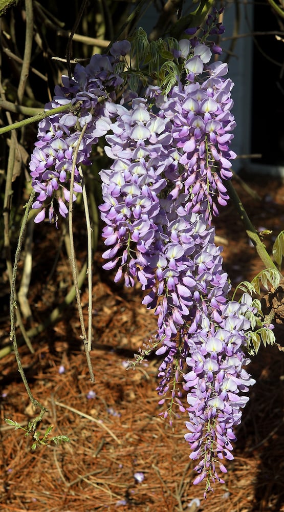 Augusta National Golf Club, which was originally built on the former 365-acre Fruitland Nurseries, is full of blooming flowers.