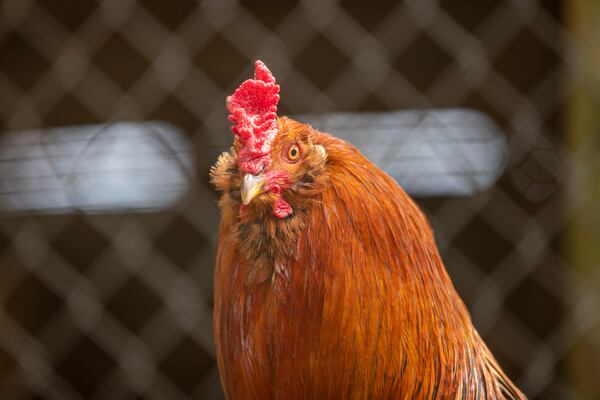 The chicken in this photo is not the victim of a cockfighting ring. 