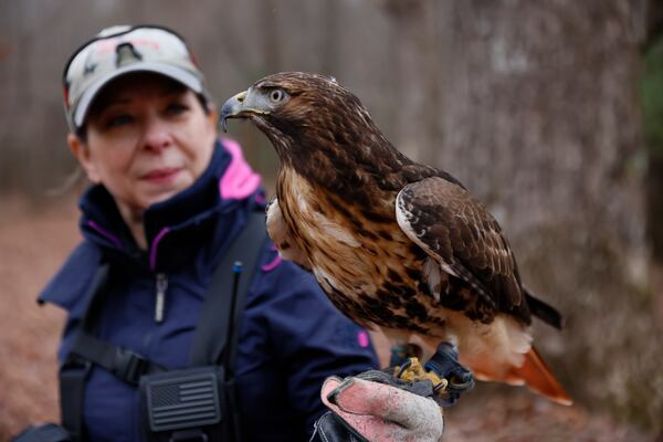 Lisa Bannon worker at Georgia Mountain Falconry looks at her Hawk Roxxy, who is ready to go hunting. Lisa has been flying hunting hawks for two years.
 Miguel Martinez / miguel.martinezjimenez@ajc.com