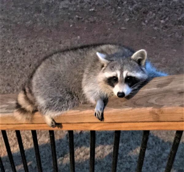 "This cute, chubby guy has been hanging out on our deck recently. Now we have to take in bird feeder every night," wrote Richard Schmidt of Milton.