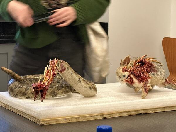 Peacock shows prop animals to media during a visit to the set of "Teacup" at Assembly Studios in Doraville on May 22, 2024. (Rodney Ho/AJC)