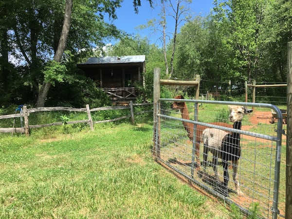 This one-room rustic Airbnb cabin near Madison is located on a large alpaca farm.
Courtesy of Airbnb