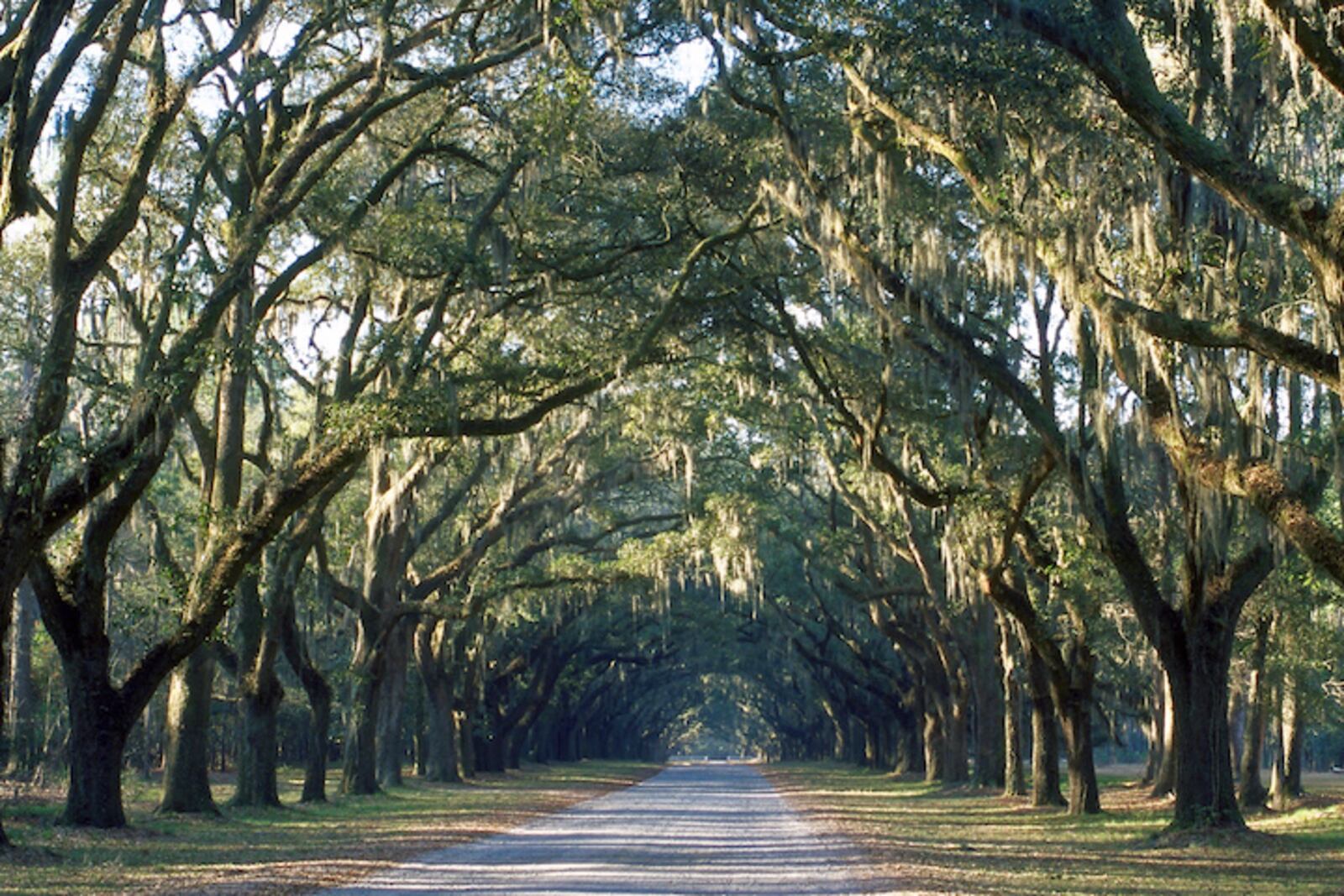 Wormsloe State Historic Site in Savannah, Georgia.