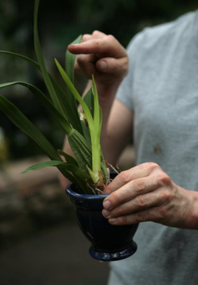 Exhibit puts visitors in 'Orchid Daze'