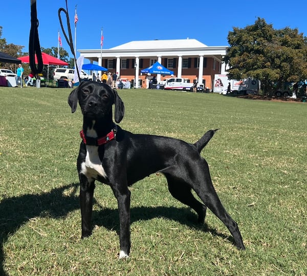 Jazzy, a one-year-old Pointer mix, strikes a pose at First Lady Marry Kemp’s 2023 Pet Adoption Day at the Georgia Governor’s Mansion. (Patricia Murphy/patricia.murphy@ajc.com)