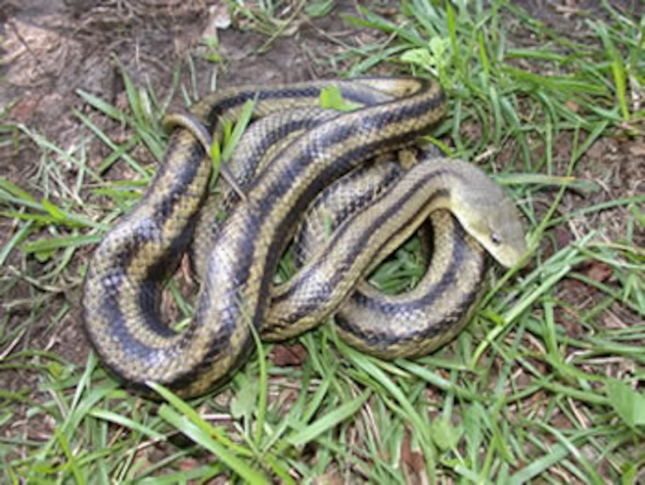 Georgia non-venomous snakes