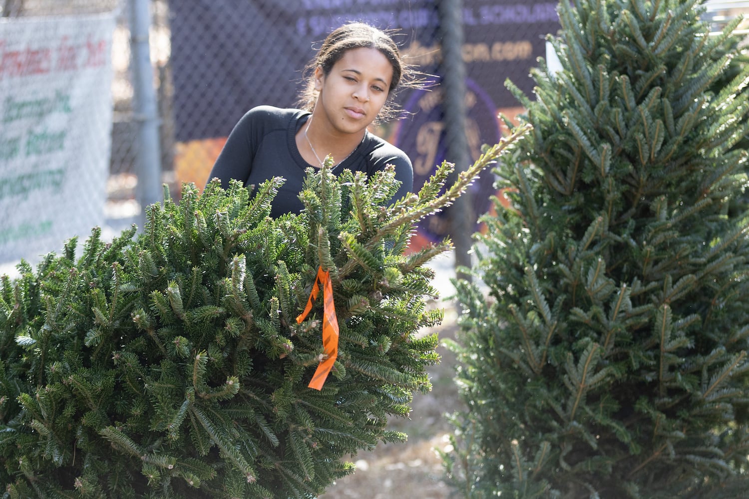 Christmas Tree Outlook