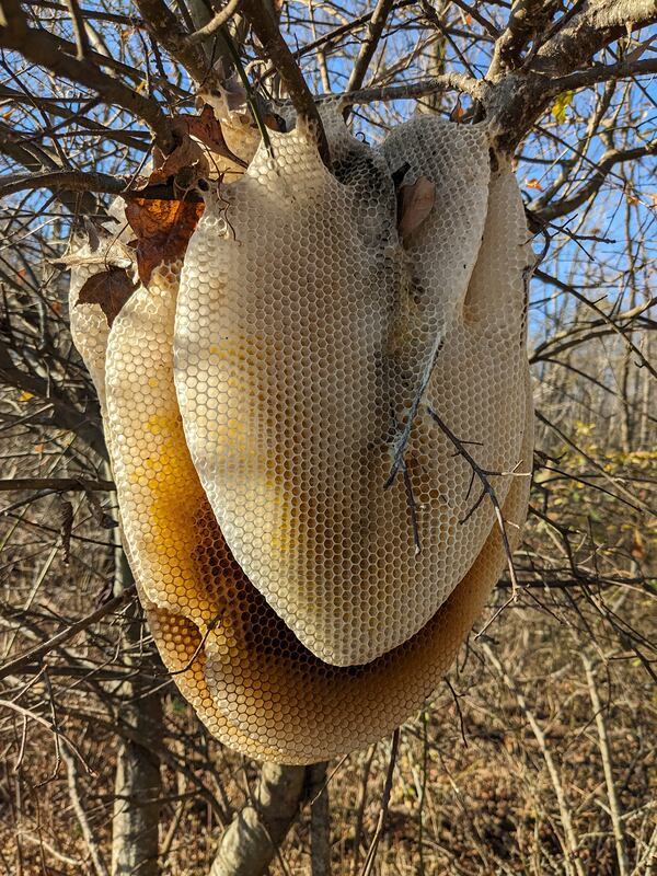 An exposed honeybee nest is an unusual sight. (Courtesy of Tim Thompson)