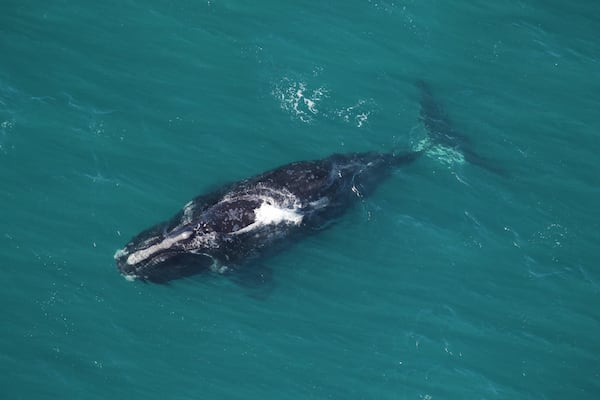 This North Atlantic right whale was one of two spotted a few years ago  traveling south offshore of Little St. Simons Island.