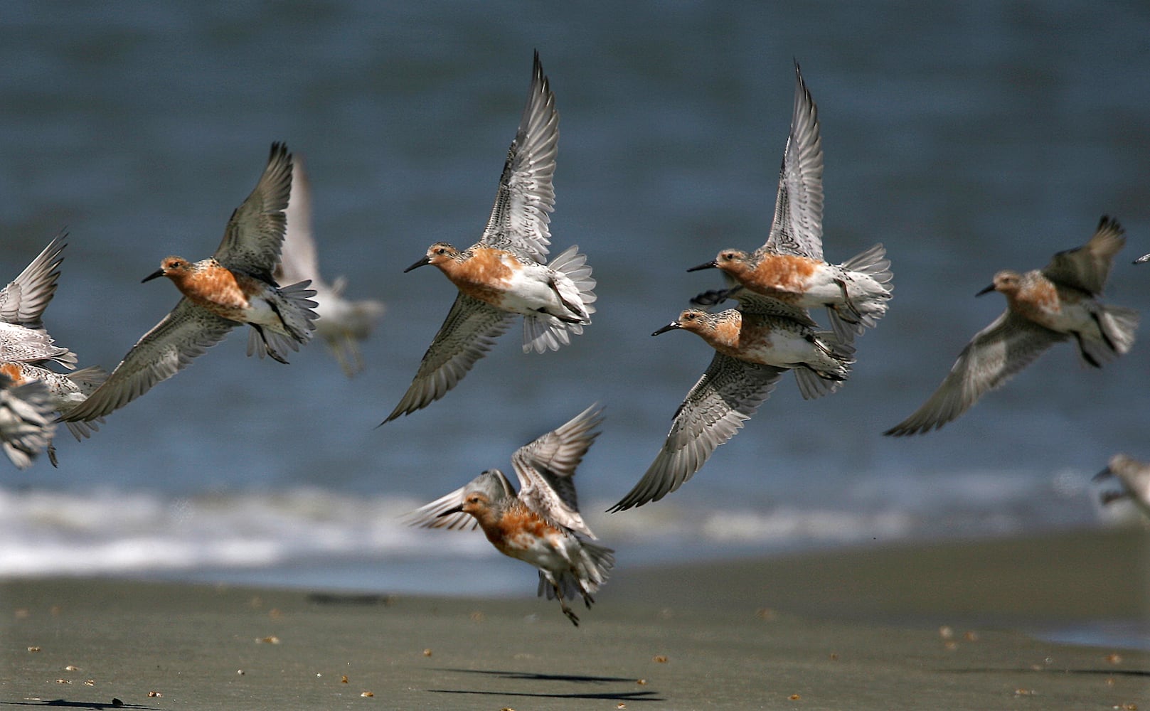 Coastal birds of Georgia