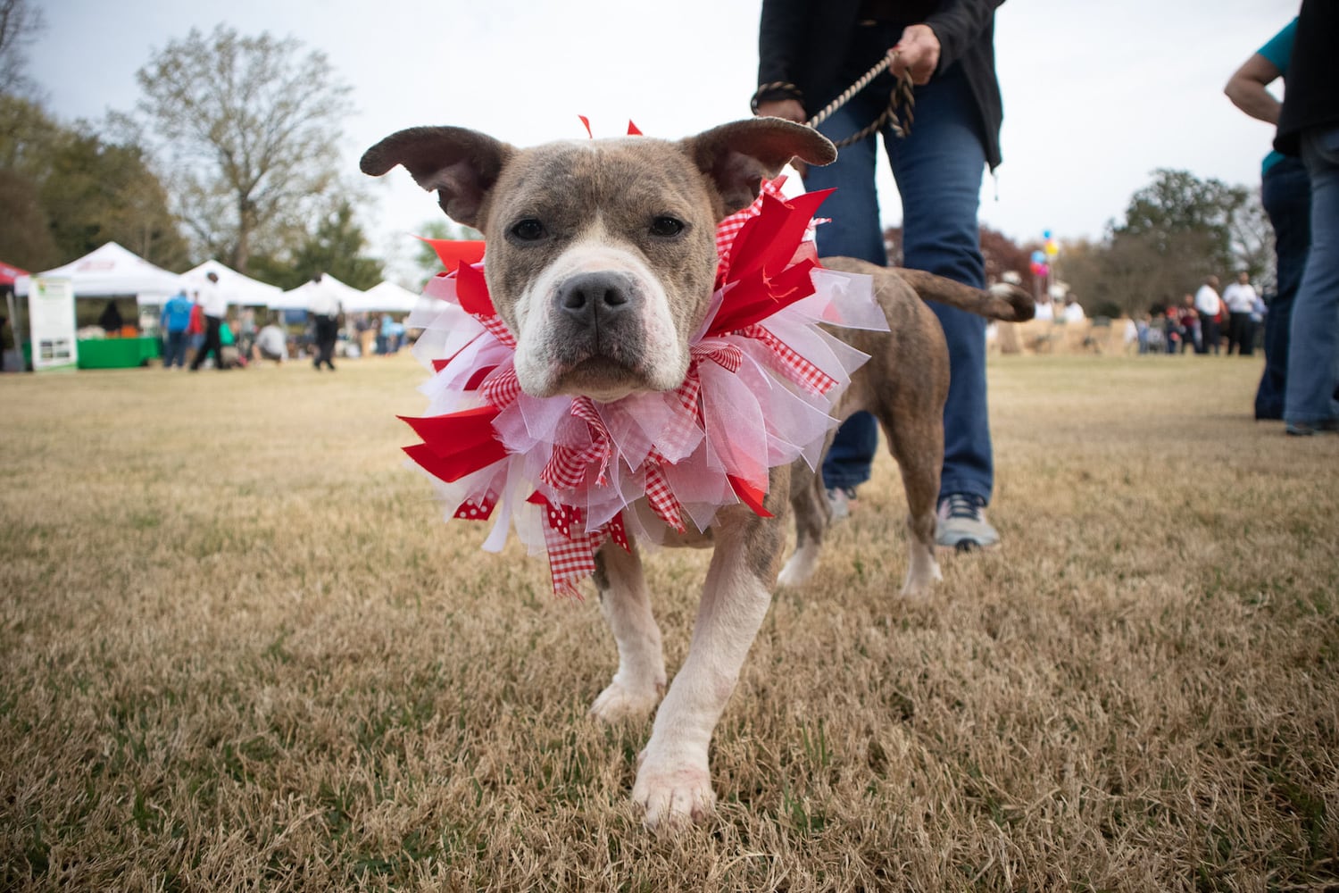 PHOTOS: PET