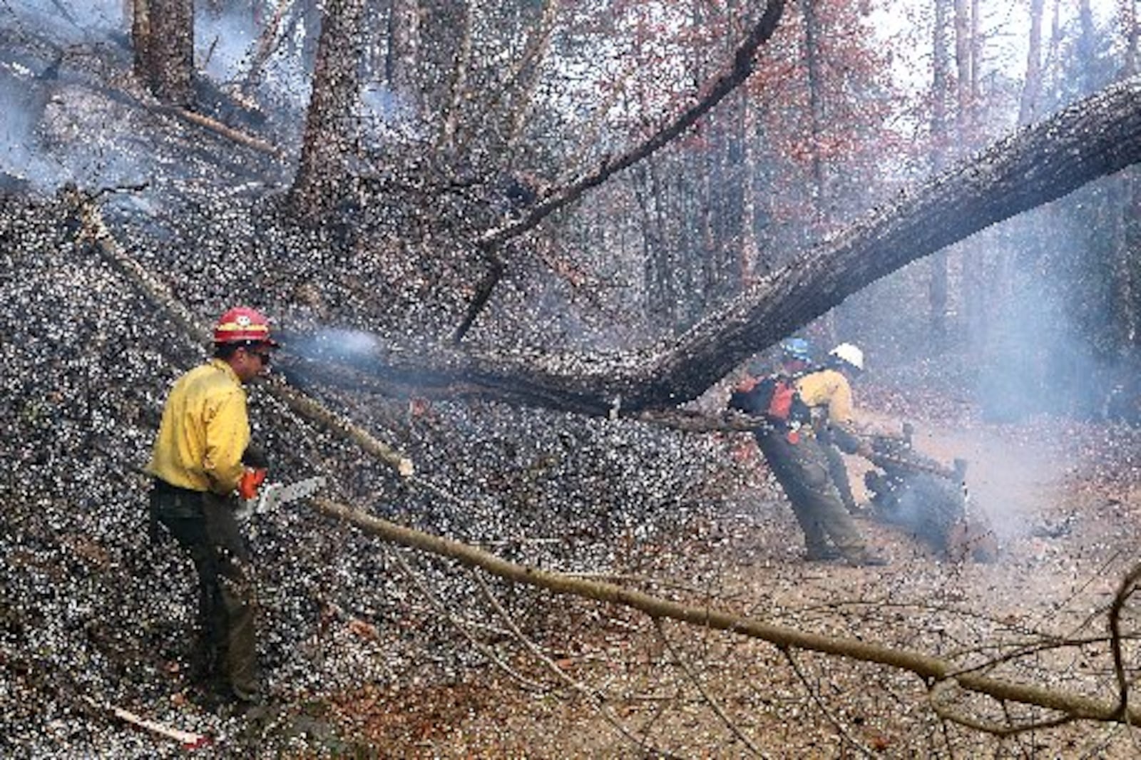 Clayton: Firefighters from Billings, Montana, work to clear weakened trees and debris in the Rock Mountain Fire along the Old Coleman River Road to keep the road open and prevent the fire from jumping the road on Tuesday, Nov. 15, 2016, near Clayton. Curtis Compton/ccompton@ajc.com