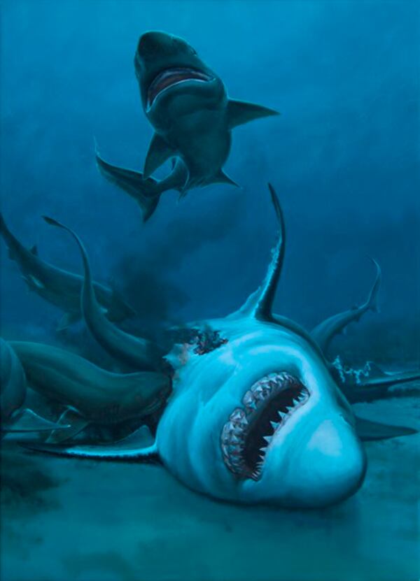 An illustration of a great jagged narrow toothed shark being eaten by sixgill sharks. (Photo: Museums Victoria)