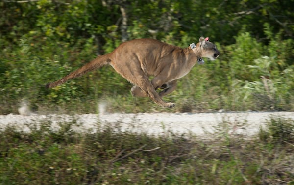 FILE - A Florida panther, rescued as a kitten, runs away from its game officials and photographers as it is released back into the wild in the Florida Everglades, Wednesday, April 3, 2013. (AP Photo/J Pat Carter, File)