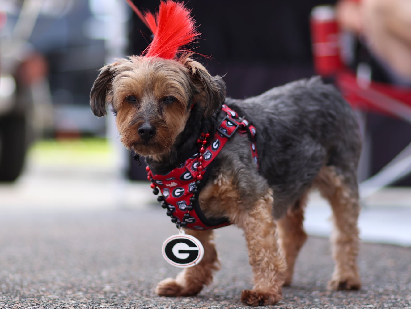 110224 uga tailgating