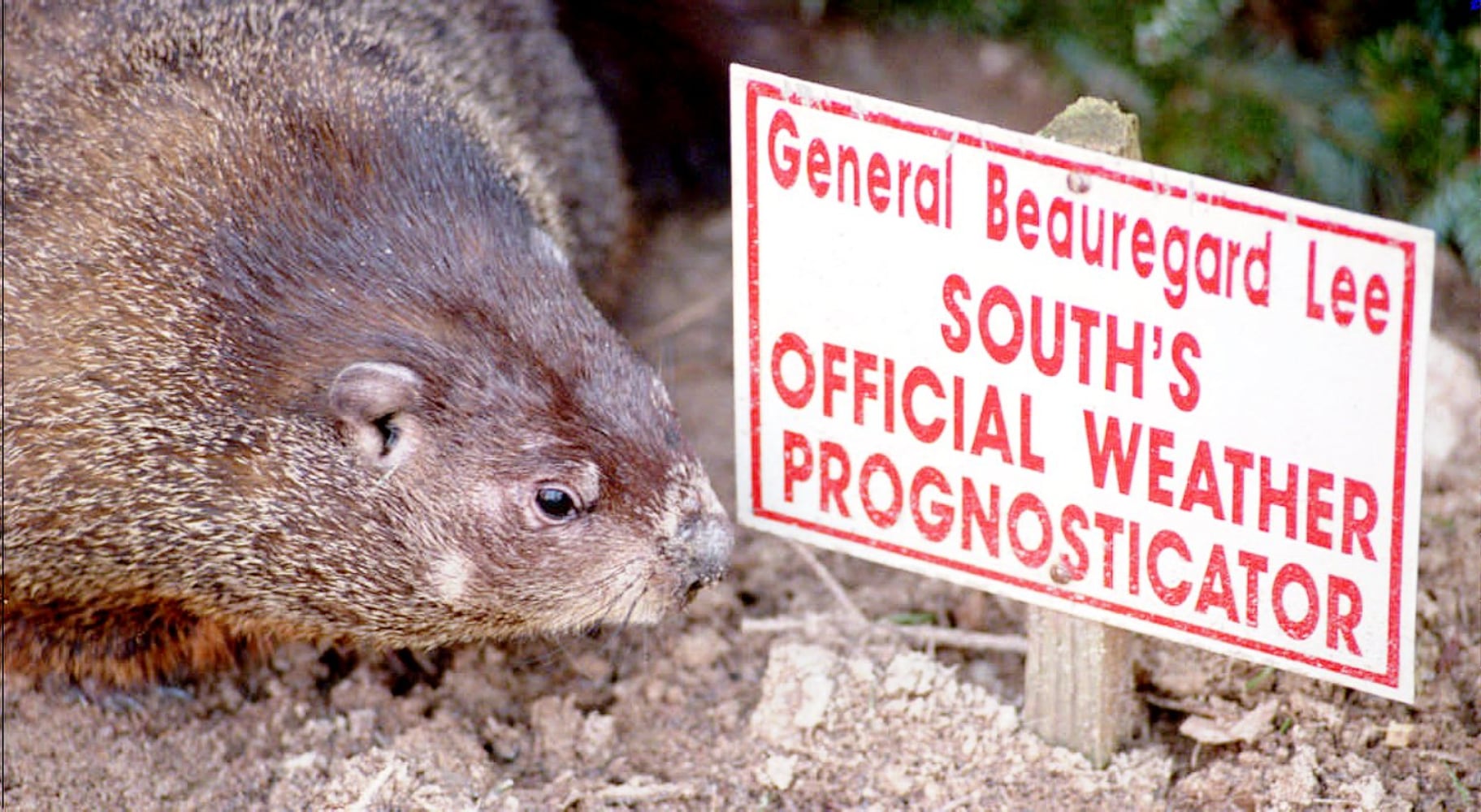 Georgia groundhog General Beauregard Lee