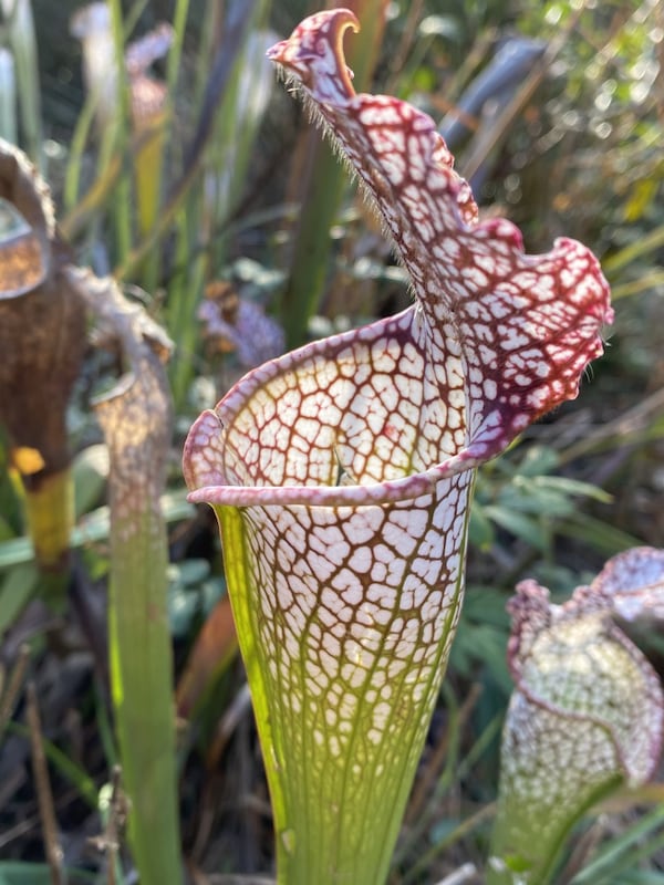 Audrey Helfman of Roswell took this photo of a picture plant in November 2019 at Chattahoochee Nature Center.