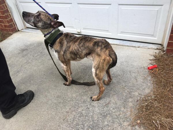 The dog was found locked in a closet in an abandoned Gwinnett County home in July.