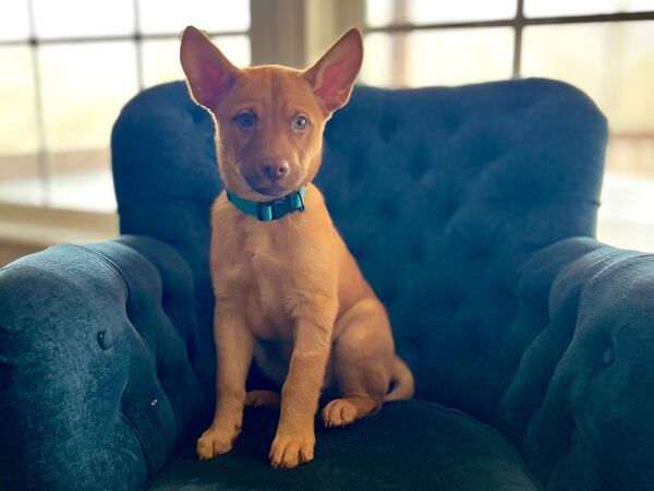 Nugget, a 13-week-old rescue puppy, calls AJC subscriber Joan Read his person.