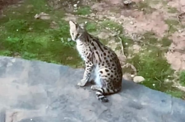 This is a picture of the serval, which authorities searched for in early July.