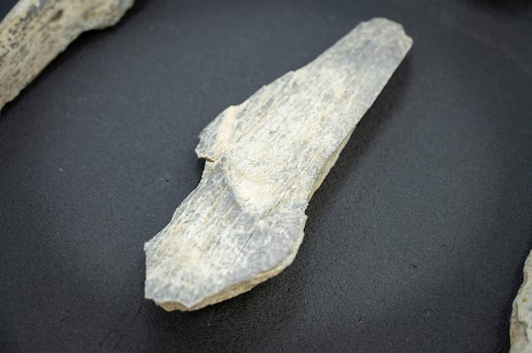 This photo provided by the Spanish National Research Council shows a bone tool found in Tanzania's Olduvai Gorge, at the CSIC-Pleistocene Archaeology Lab in Madrid in 2023. (Angeliki Theodoropoulou/CSIC via AP)