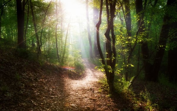 Enjoy your trail run through the shaded trails throughout the Suwanee Creek Greenway.