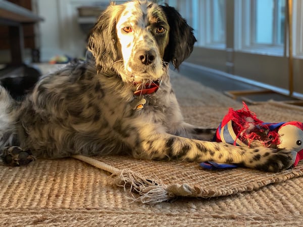 Lou Robbins is the three-year-old English setter of AJC subscriber John F. Robbins. What a looker. (Courtesy photo)