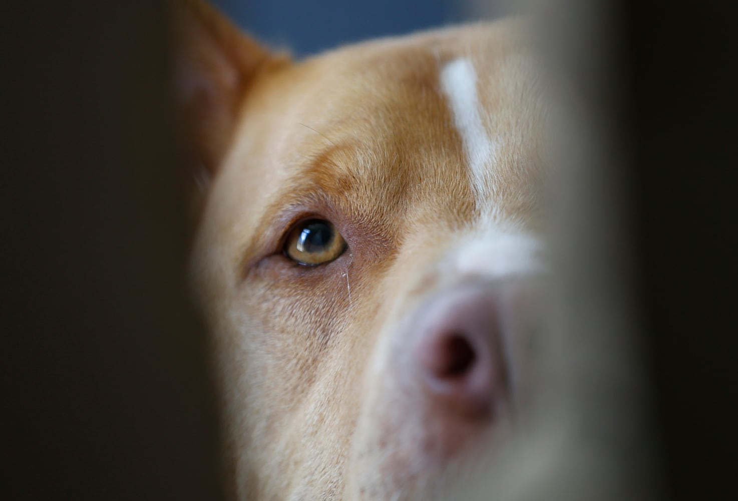 Former Bad Newz Kennels now a refuge for dogs