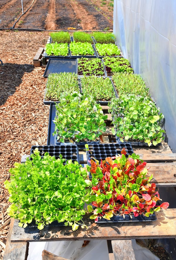 Young plants sit in the hardening off area for a short while before being sown into beds in the farm at Levity Farms in Madison. (Chris Hunt for The Atlanta Journal-Constitution)