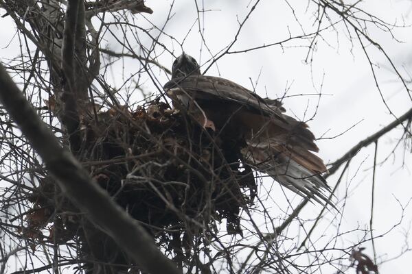 Falcon-22 landed on a squirrel nest, trying to find one; after a few digs, the nest was empty.
 Miguel Martinez / miguel.martinezjimenez@ajc.com