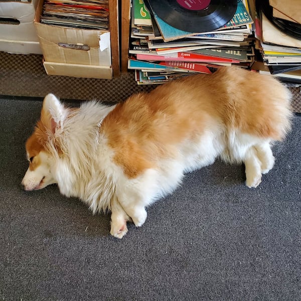 Wuxtry’s four-legged greeter Podushka the corgi, who has her own Instagram account (@podushka_the_corgi), is back on the job as of Monday, May 4. The long-running Decatur record store has reopened after being closed since March 24. Photo contributed by Richard Kuykendall