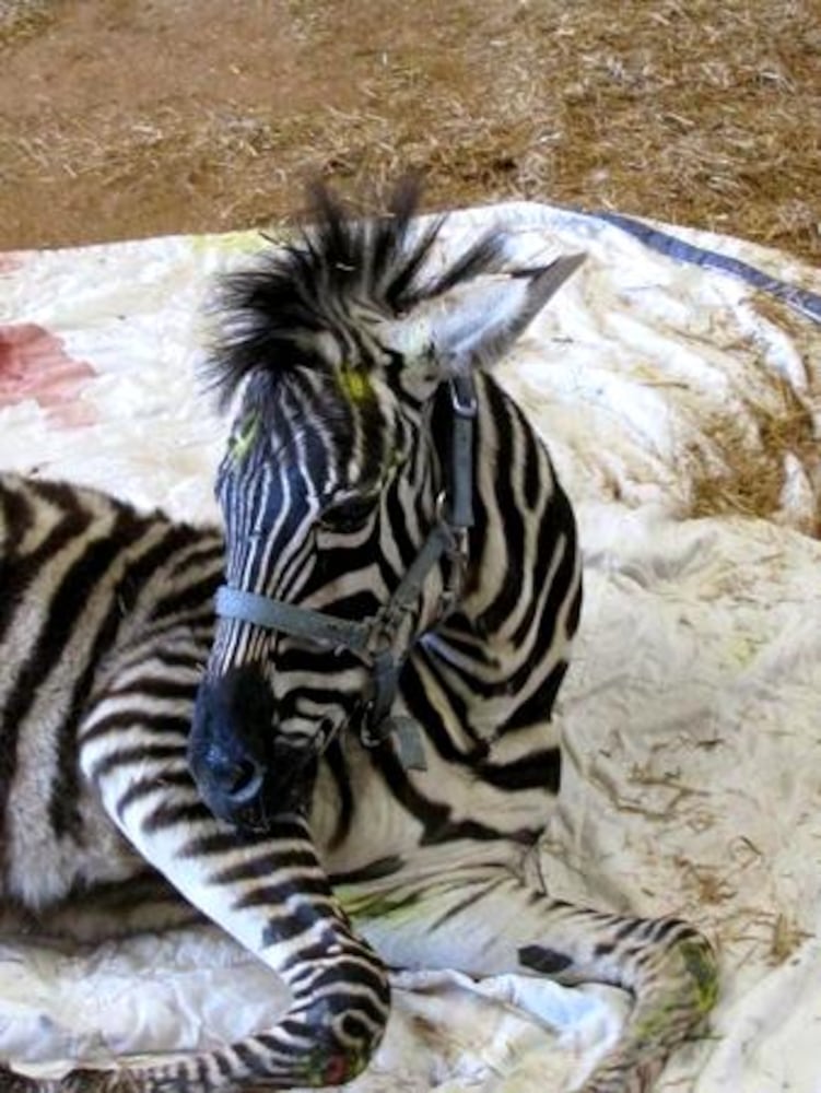 Injured zebra found on I-75