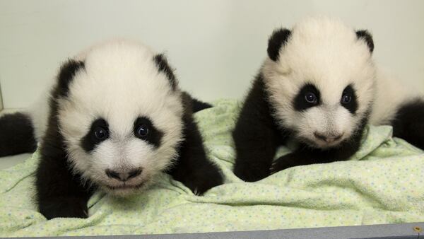 A year ago Xi Lun and Ya Lun were much smaller. File photo