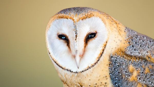 A barn owl is pictured here and is one of eight species of owls identified in Georgia, including the barred owl and the great horned owl.