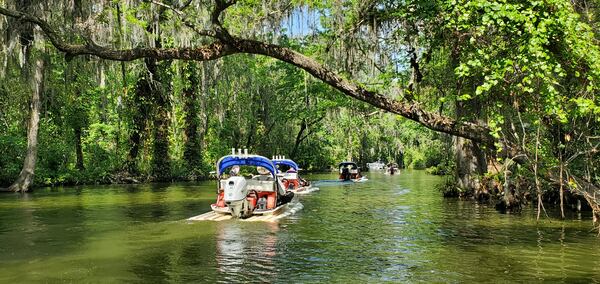 The flora and fauna of the Dora Canal is easily explored with CatBoat Adventures.
(Courtesy of Seldon Ink)