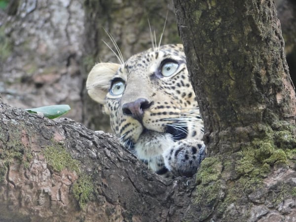 A leopard sits in a tree in Lake Manyara National Park in Tanzania.