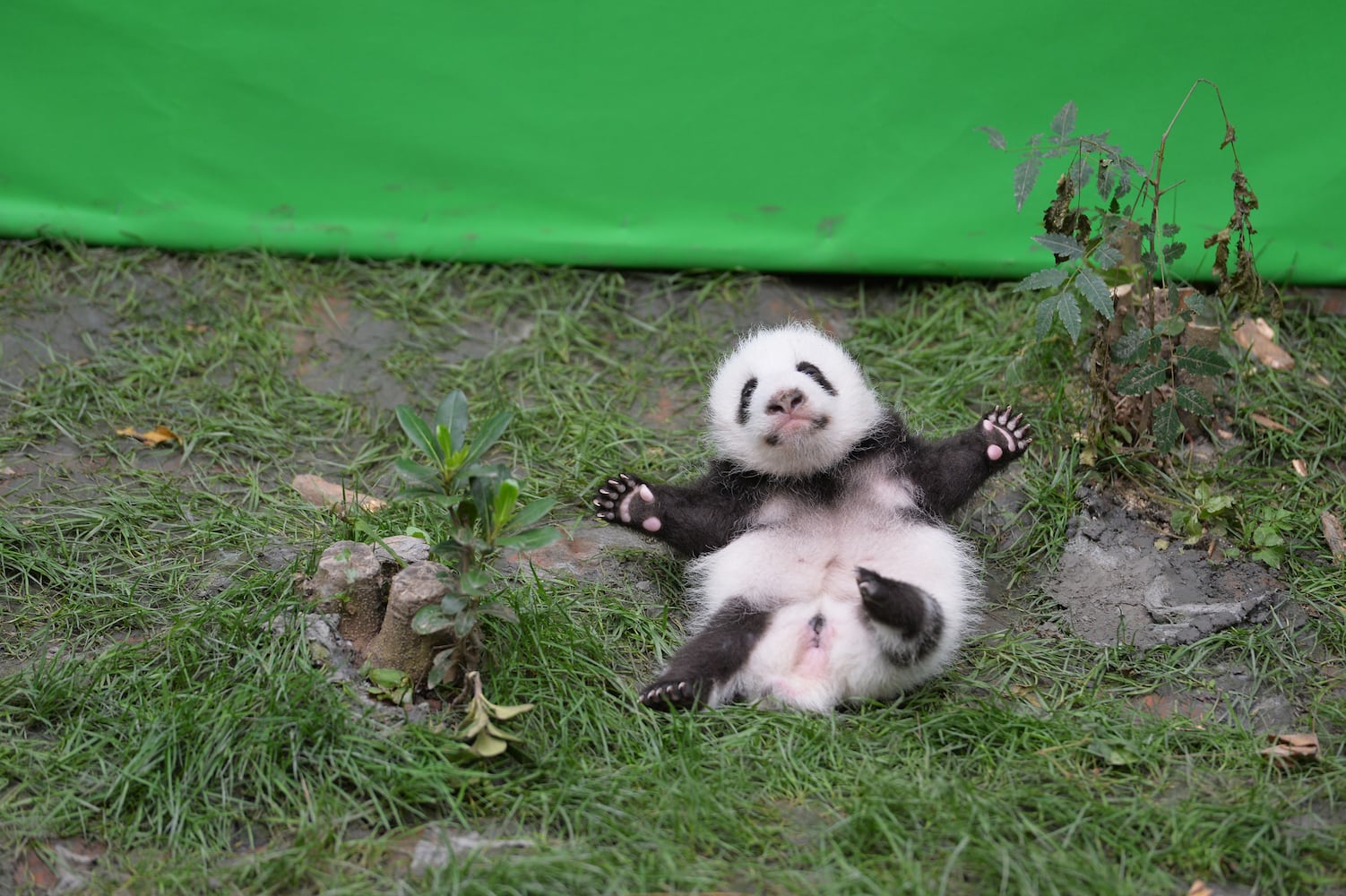 Panda cubs make public debut