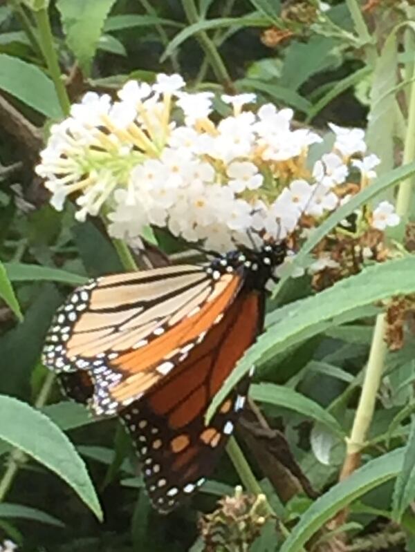 Linda Jones from Cumming sent in this photo from July 2019 of a Monarch butterfly on her white Butterfly bush.