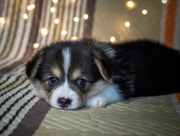 the CDC and public health officials in several states said they are investigating another outbreak of multidrug-resistant human Campylobacter jejuni infections linked to contact with puppies from pet stores.