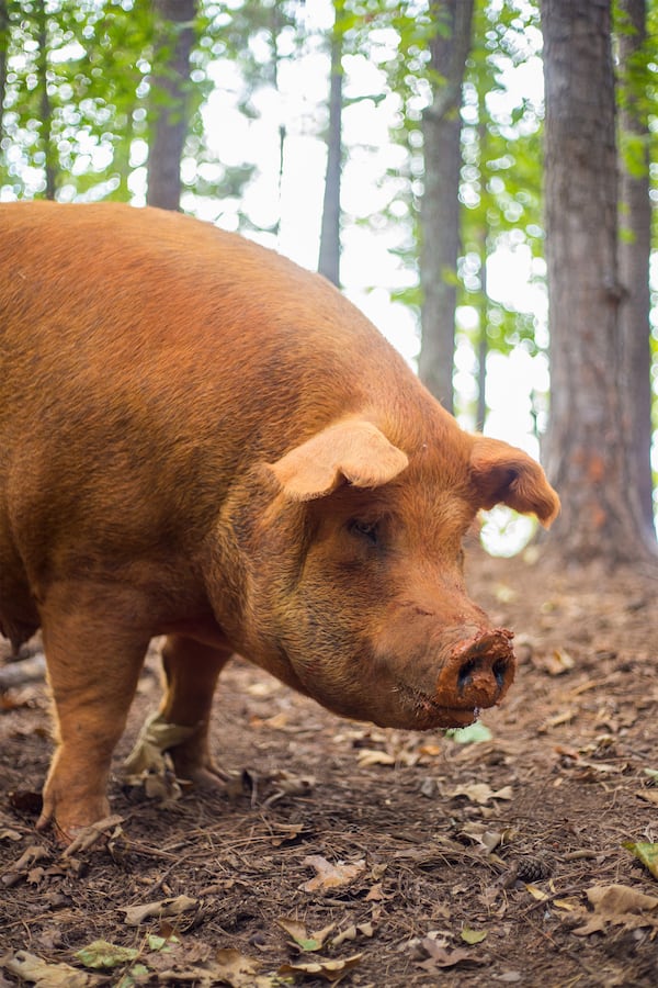 A hog on Frolona Farm. (Photo credit: Kate Blohm)