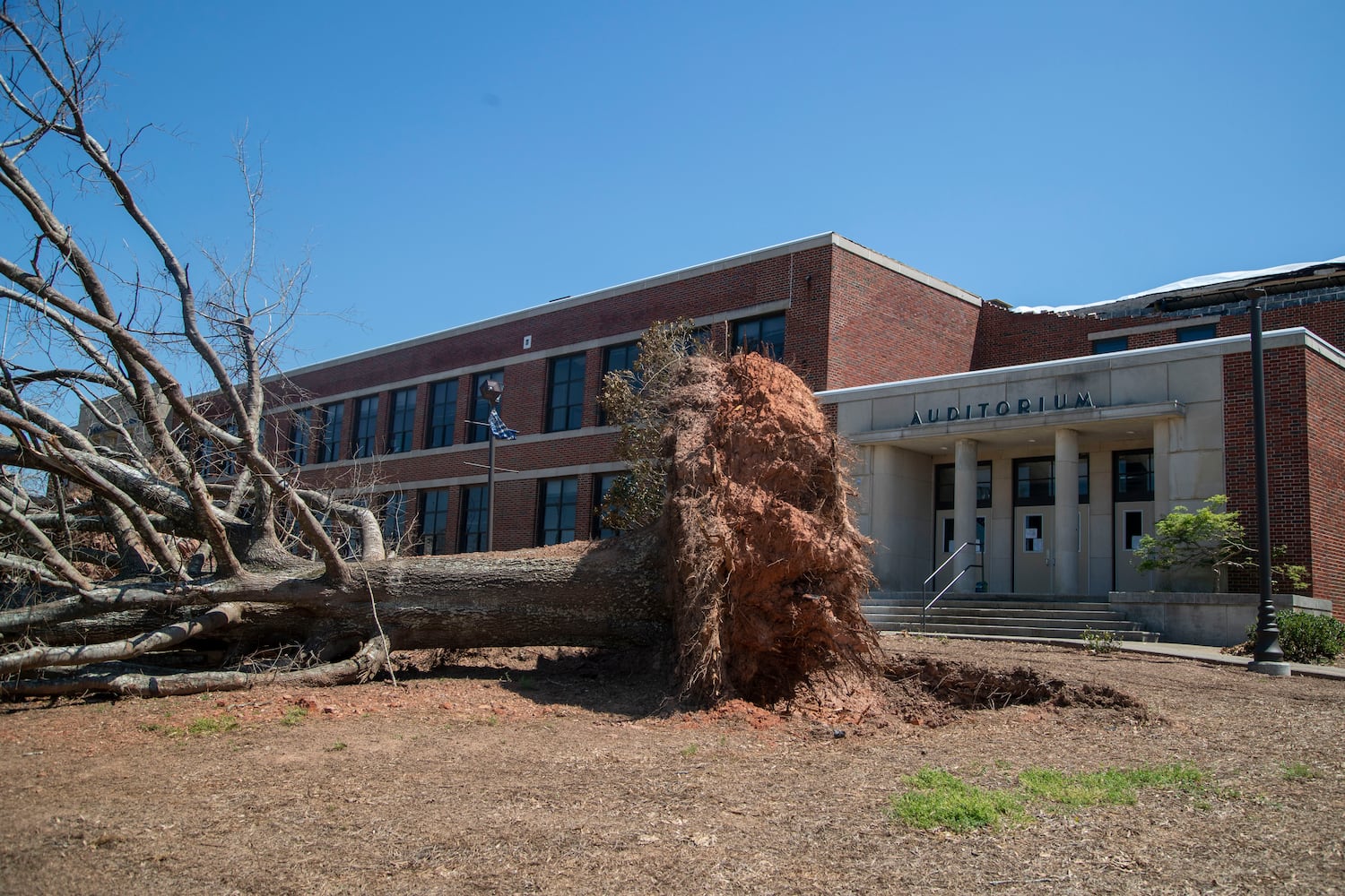 A large tree lies on its side after being ripped from the roots outside of Newnan High School. (Alyssa Pointer / Alyssa.Pointer@ajc.com)